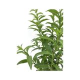 Melisa Çiçeği Fidanı 20-30 Cm