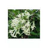 Melisa Çiçeği Fidanı 5 Adet Cestrum Nocturnum 10-20 Cm
