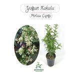 Melisa Çiçeği Yoğun Kokulu 1 ADET 30-40Cm Saksılı(Cestrum Nocturnum)