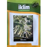 Melisa Çiçek Tohumu - Cestrum Nocturnum (~ Takribi 40 Tohum)