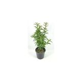 Melisa Fidanı Parfüm Çiçeği Fidanı Perfume Flower Seedling 10-30 Cm
