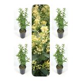 Melisa Kolanya Çiçeği (50 70 Cm)4 Adet Saksılı Çiçekli Melissa Officinalis