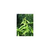 Melisa Limon Otu Aloysia Triphylla Fidanı 10-20 Cm