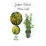 Melisa Parfüm Çiçeği 30-50Cm 1 ADET (Cestrum Nocturnum)