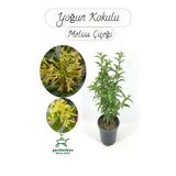 Melisa Parfüm Çiçeği 30-50Cm 1 ADET (Cestrum Nocturnum)