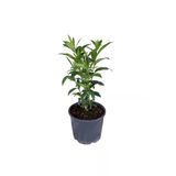 Melisa Parfüm Çiçeği - Canlı Çiçek - Cestrum Nocturnum 10-20 cm
