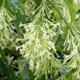 MELİSA - PARFÜM ÇİÇEĞİ (Cestrum Nocturnum)