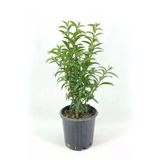 Melisa Parfüm Çiçeği Fidanı 10-20 cm