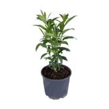 Melisa Parfüm Çiçeği Fidanı Canlı Çiçek - Cestrum Nocturnum 10-20 Cm