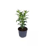 Melissa Officinalis Melisa Çiçeği Fidanı Yoğun Kokulu 10-20 Cm