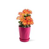Melkan Home Begonya Saksı Burgu Begonya Saksı & Orkide Saksı 1,3 Litre 16 Cm Pembe Pembe