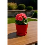 Melkan Home Modern Küçük Begonya Saksı 1,5 Litre Tabaklı Çiçek Saksısı – İç ve Dış Mekana Uygun 14x13 cm