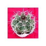 Melocactus-Kaktüs-10.5 cm SAKSI-REF4B/49
