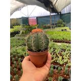 Melocactus Matanzanus Geniş Şapkalı Kafalı Kaktüs Tohumu (20 tohum)