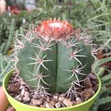 Melocactus Matanzanus Geniş Şapkalı Kafalı Kaktüs Tohumu (5 tohum