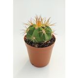 Melokaktus Matanzanus Kaktüs Özel Tür 5.5 cm Saksida