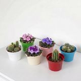 Menekşe Saksısı Metal 6'lı Set - Çok Amaçlı Paslanmaz Dekoratif Mini Saksılık ve Kaktüslük (Çok Renkli)