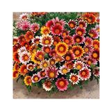 Meramlı Kız Gazania Çiçeği Tohumu 1 PAKET (20 adet)