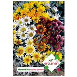 Meramlı Kız (gazania Splendens) Çiçek Tohumu 20 Adet