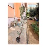 Mercan Fide ARBEQUINA (BODUR) ZEYTİN FİDANI Tatlı Çelik 100 cm üzeri Kare TÜPLÜ 2,5 LT