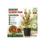 Mercan Fide Bigberry Gojiberry Fidanı 70CM Üzeri – İri Meyveli, Tüplü Kurt Üzümü Fidanı, Yüksek Verimli Goji Berry