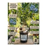 Mercan Fide Titanium Yaban Mersini Fidanı Gerçek 2 Yaş Kalın Gövdeli - 1.5LT Saksıyı Dolduran Çıtır Meyveli Çeşit Bluberry Maviyemiş