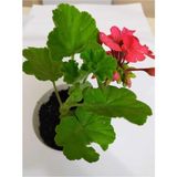 Mercan Kırmızı Sardunya Fidesi 10-20 cm