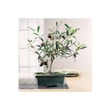 mersin bakkaliyesi Bonsai Zeytin Ağacı Fidanı - Masanıza Renk Katın
