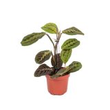 Mery Flowers Dua Çiçeği (Kalatya Maranta - Calathea Marantha)