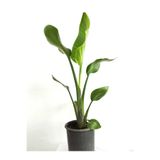 Mery Flowers Starliçe Cennet Kuşu Çiçeği - Strelitzia Canlı Salon Bitkisi 70-100 cm