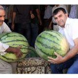 Meşhur Diyarbakır Karpuzu Tohumu 5 Tohumu + Tohum