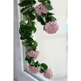 Mevsim Fidancılık Mum Çiçeği Fidanı Hoya Carnosa Tri Colour 3 Renkli 10-20 cm