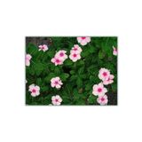 Mevsim Fidancılık Tüplü ( Açık Uçuk Pembe Rozet Çiçeği )( Pervane Çiçeği - Vinca Çiçeği ) ( 7 Lik Tüplerde)