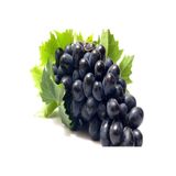 Mevsim Fidancılık Tüplü Antep Karası Oval Üzüm (ASMA-BAĞ) Fidanı ( Boy 50-70 Cm )