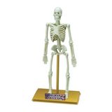 Mey İthalat® Bilim Seti : İnsan İskeleti
