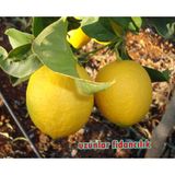 Meyveli Yediveren Limon Fidanı Aşılı 3 Yaş