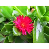 Mezarlık Çiçeği Buz Çiçeği Fidanı Aptenia Cordifolia 10-20 cm