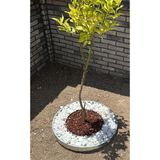 Mgf Plast Mgf Çizgili Esneyebilen Galvaniz Metal Çim Toprak Taş Ayırıcı Ayraç Sınırlayıcı - 20 Metre