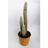 Micranthocereus Albicephalus 20 cm Saksıda Nadide Tür Tekli Özel Kaktüs