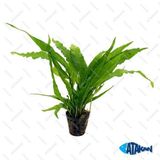 Microsorium Pteropus Sp S Saksı Canlı Bitki