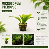 Microsorum Pteropus Saksı Canlı Bitki
