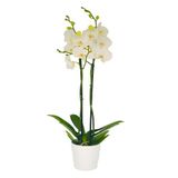 Midi Çift Dal Beyaz Orkide (Canlı Bitki) (50 Cm)