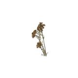 Mikasa Moor Daucus Carota 73 cm Yapay Çiçek