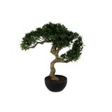 Mikasa Moor Pine Tree Bonsai Ağaç 55cm