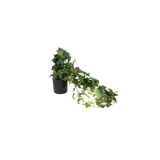 Mikasa Moor Sarmaşık Yapay Çiçek 30cm