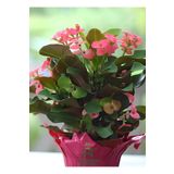 Milii Dikenli Taç Çiçeği Pembe Renkli 20-25Cm (Euphorbia Milii)
