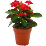 Milli Dikenler Tacı Kırmızı Renk Euphorbia Milli 10-20 Cm