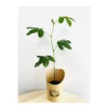 Mimosa Pudica Küstüm Çiçeği Fidanı Canlı Bitki 10-20 Cm