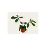 Mimosa Pudica (Küstüm Çiçeği) Fidesi 10-25 Cm 9.5 Cm Saksıda