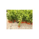 Mimoza Akşam Sefası Melisa Fidanı Parfüm Çiçeği 10-30 Cm
